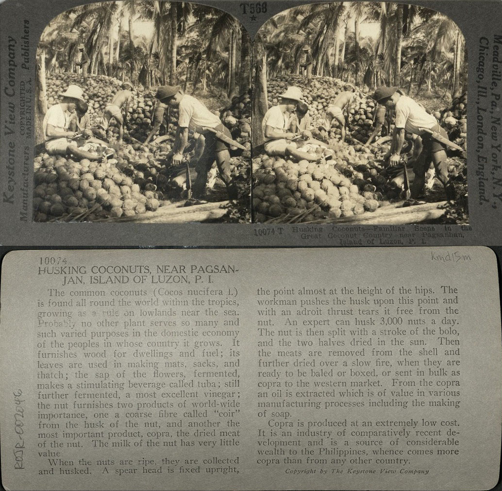 Husking Coconuts – Familiar Scene in the Great Coconut Country near Pagsanjan, Island of Luzon, P. I.